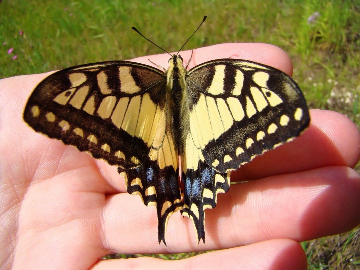 Коллекционирование бабочек