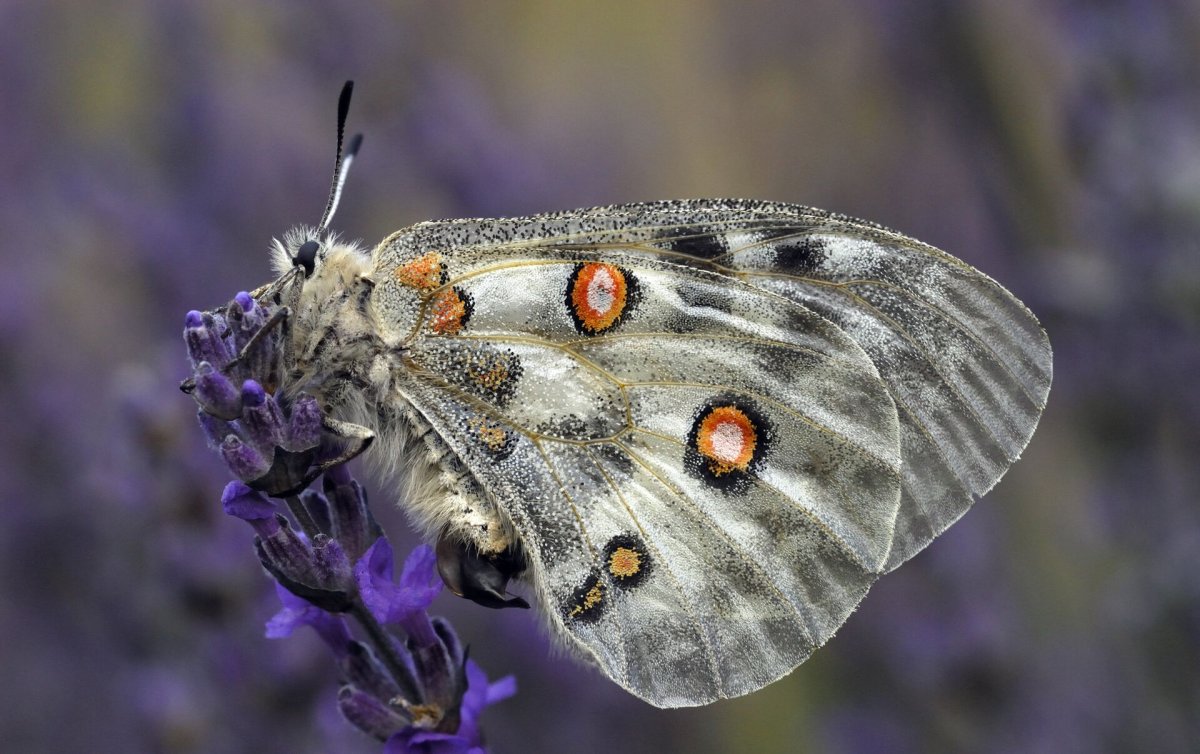 Белорусская бабочка из яиц
