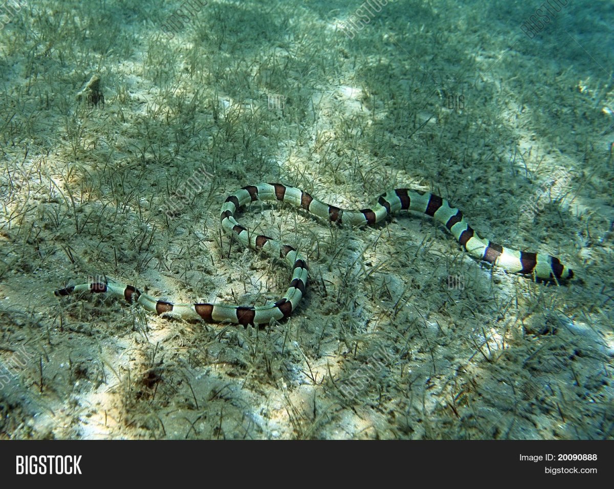 Змеи красного моря