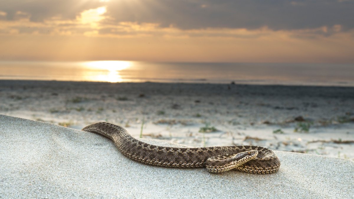Песчаная змея