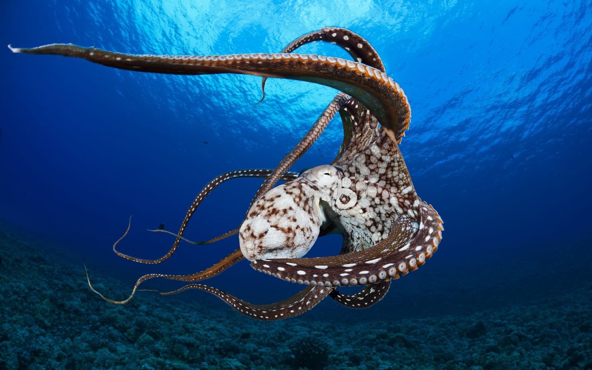 Тихоокеанский полосатый осьминог