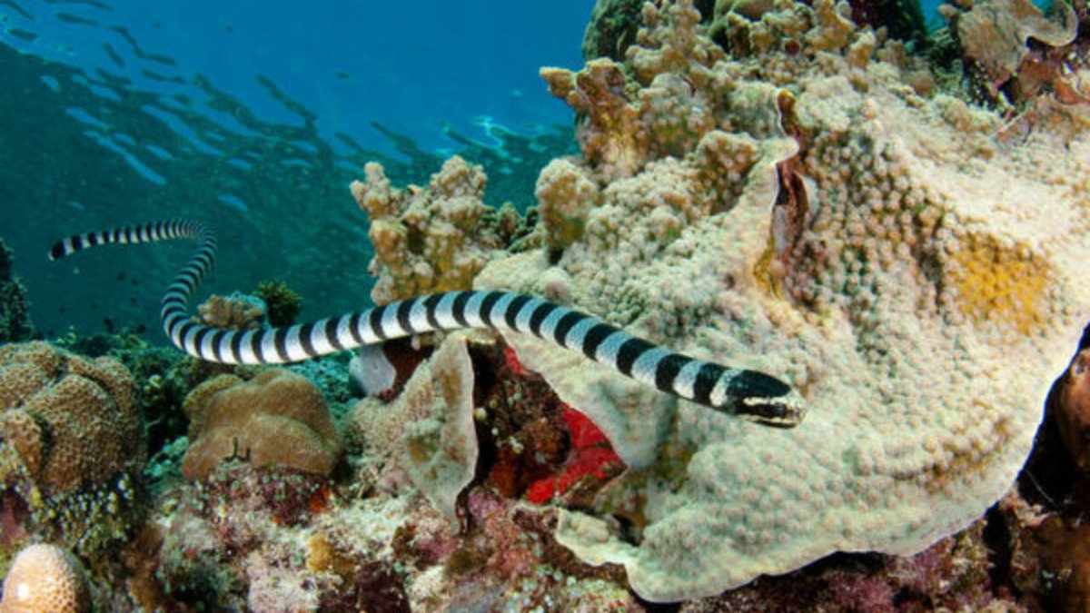 Морская змея на Мальдивах