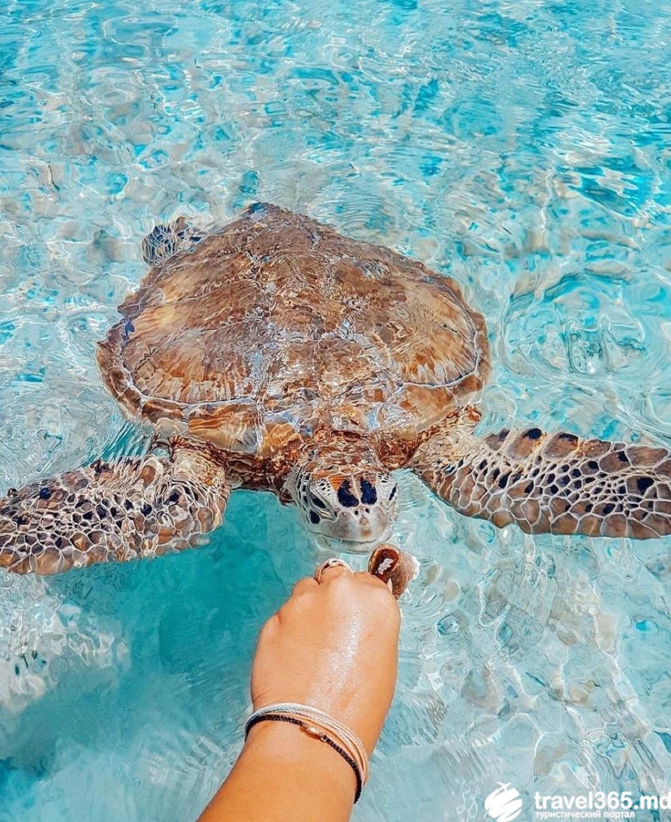 Рифы на Мальдивах