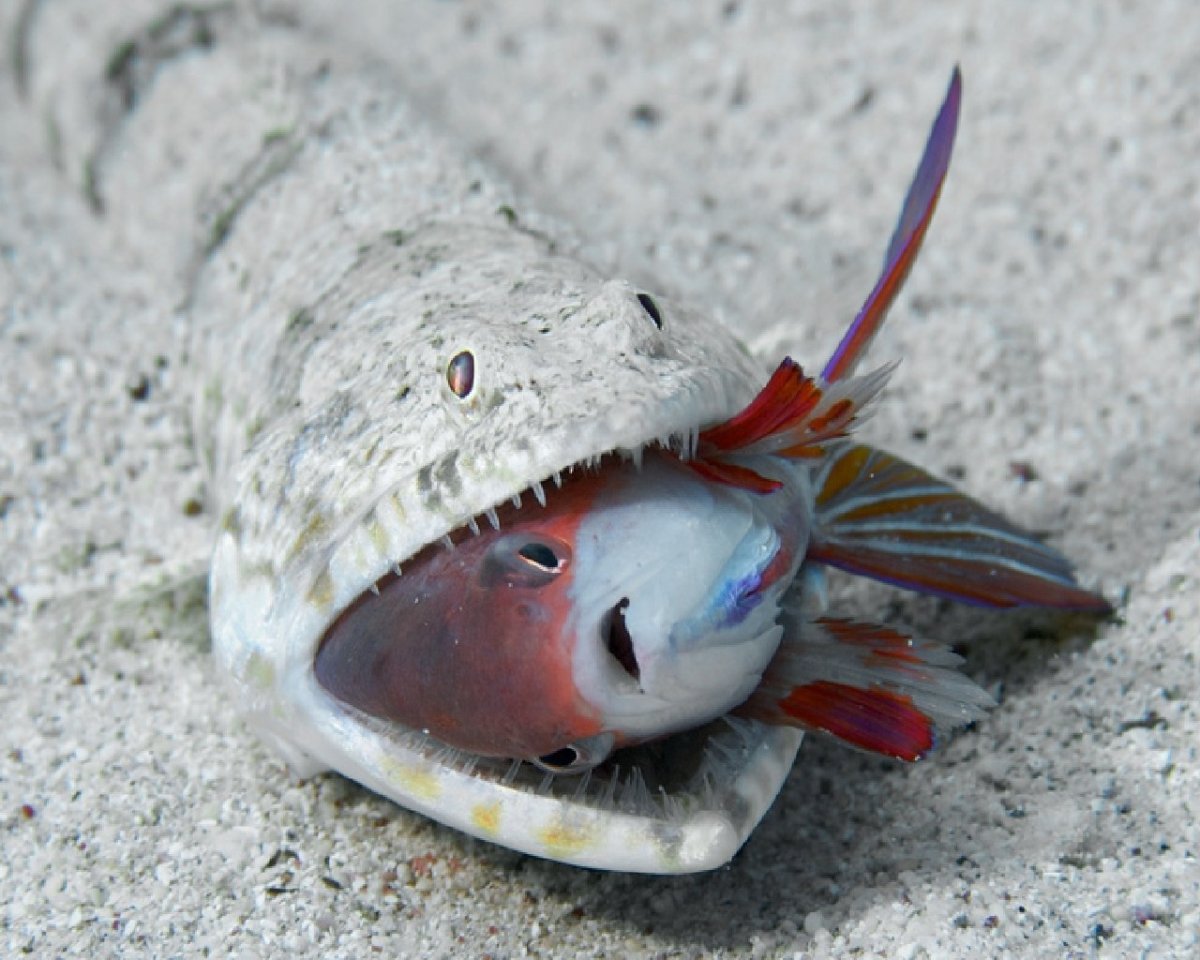 Морская змея Белчера