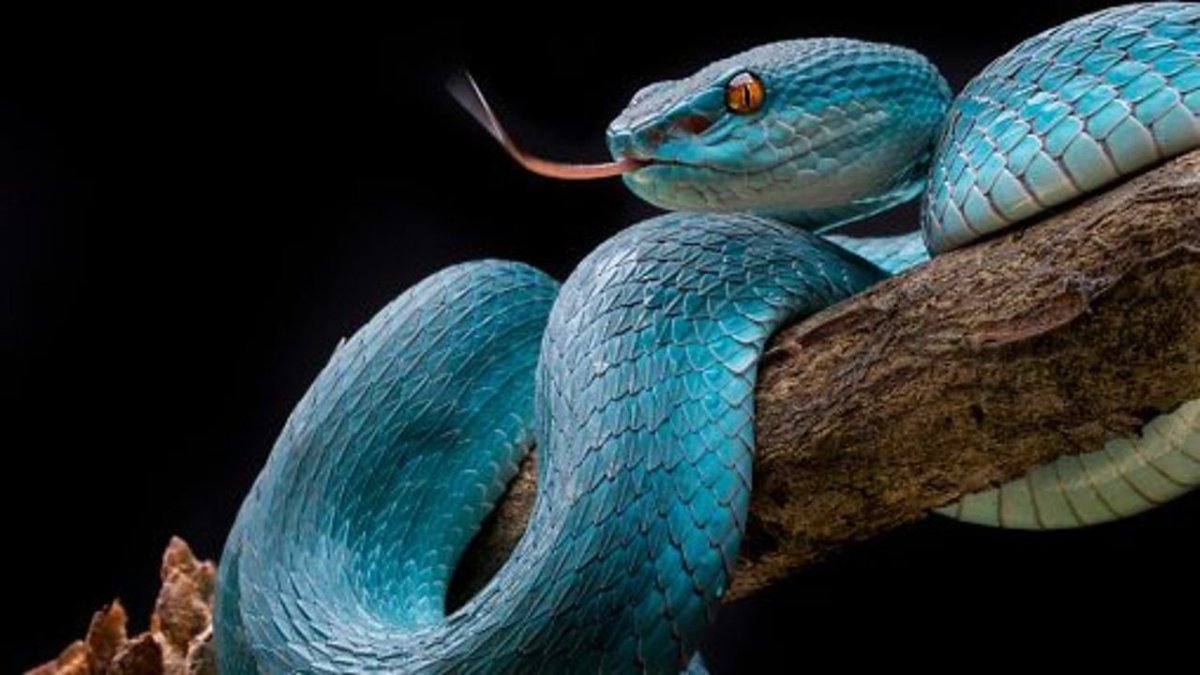 Островная куфия голубая