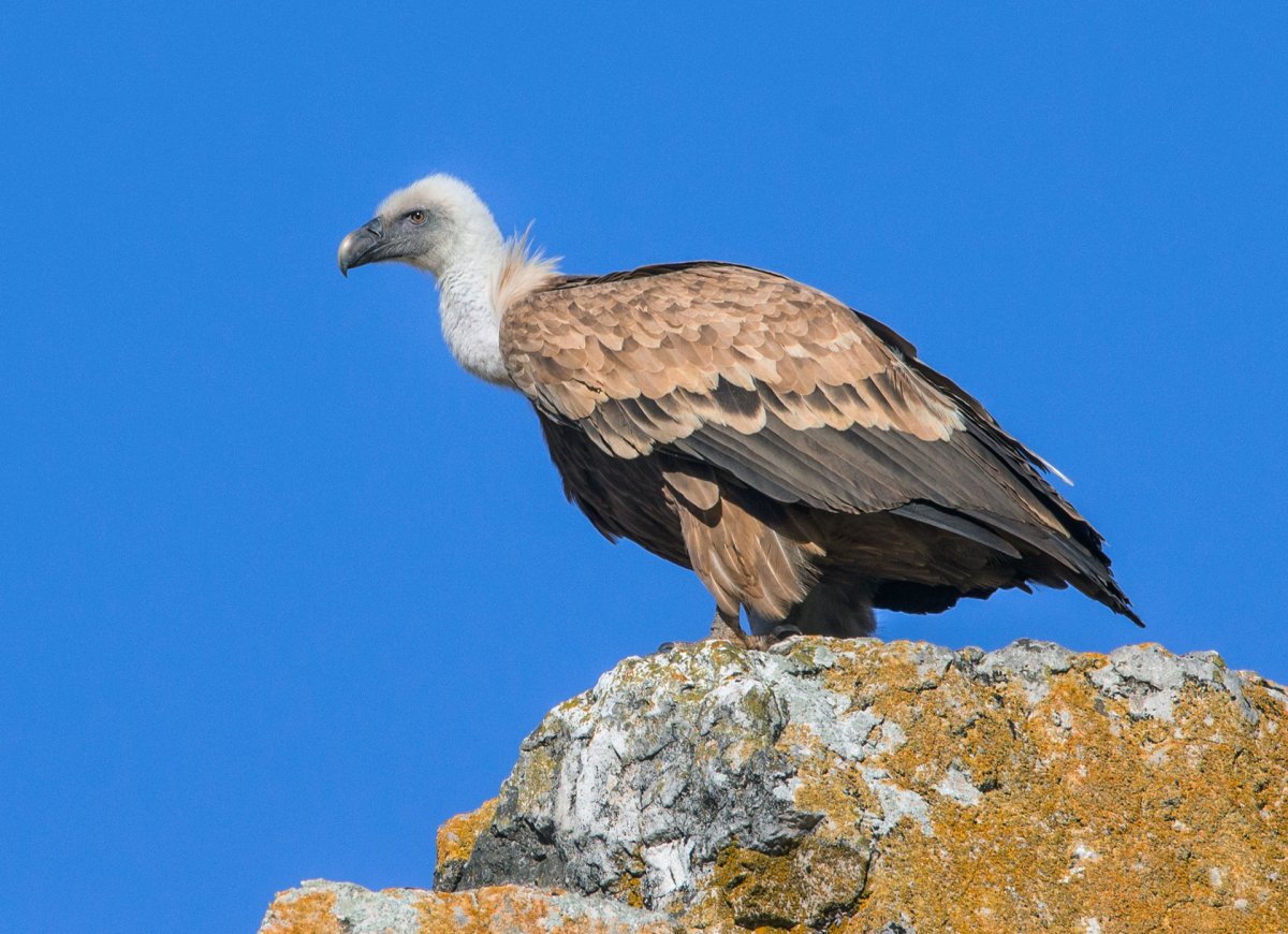 Белоголовый СИП (Gyps fulvus)