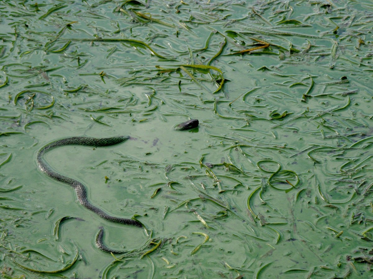 Животные пустыни Песчаная Эфа