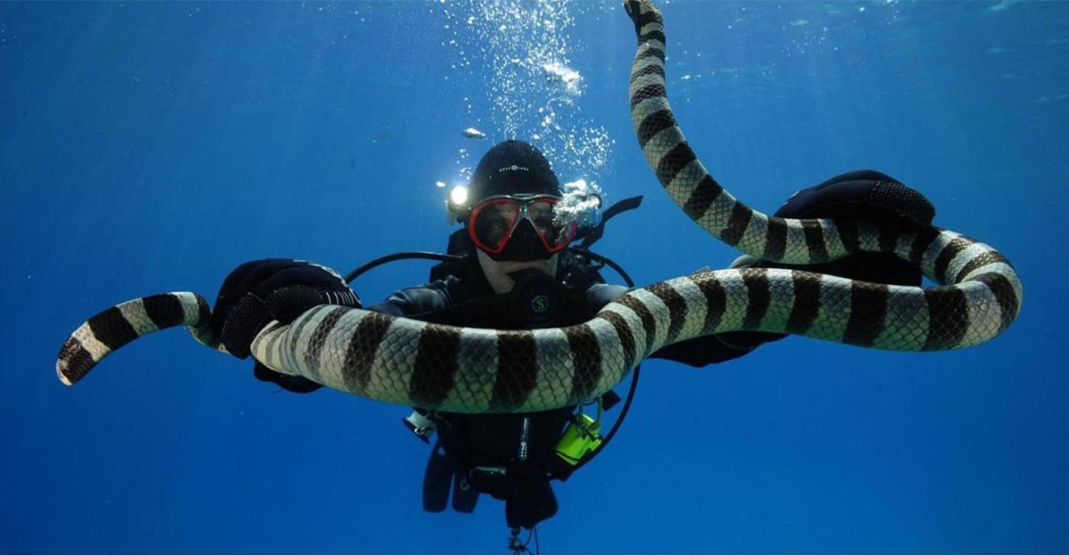 Морской Крайт плоскохвост