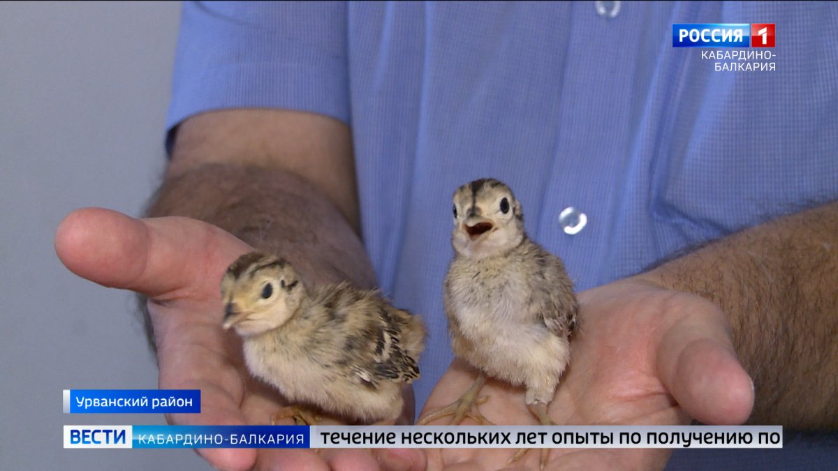 Трясогузка горный Алтай