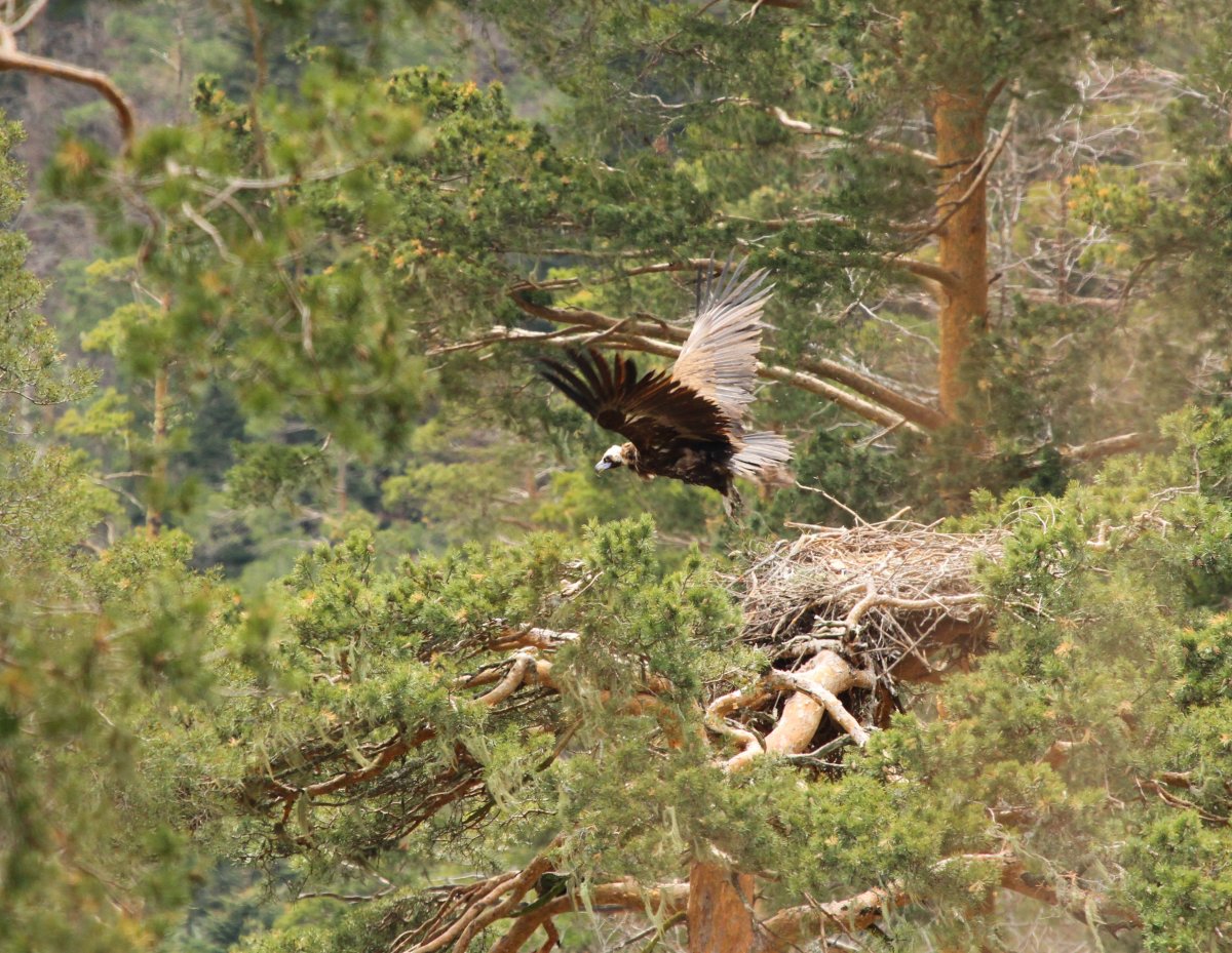 Хищные птицы Кабардино Балкарии