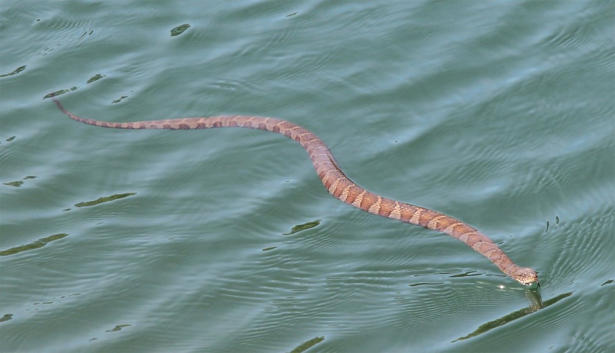 Гигантские морские змеи