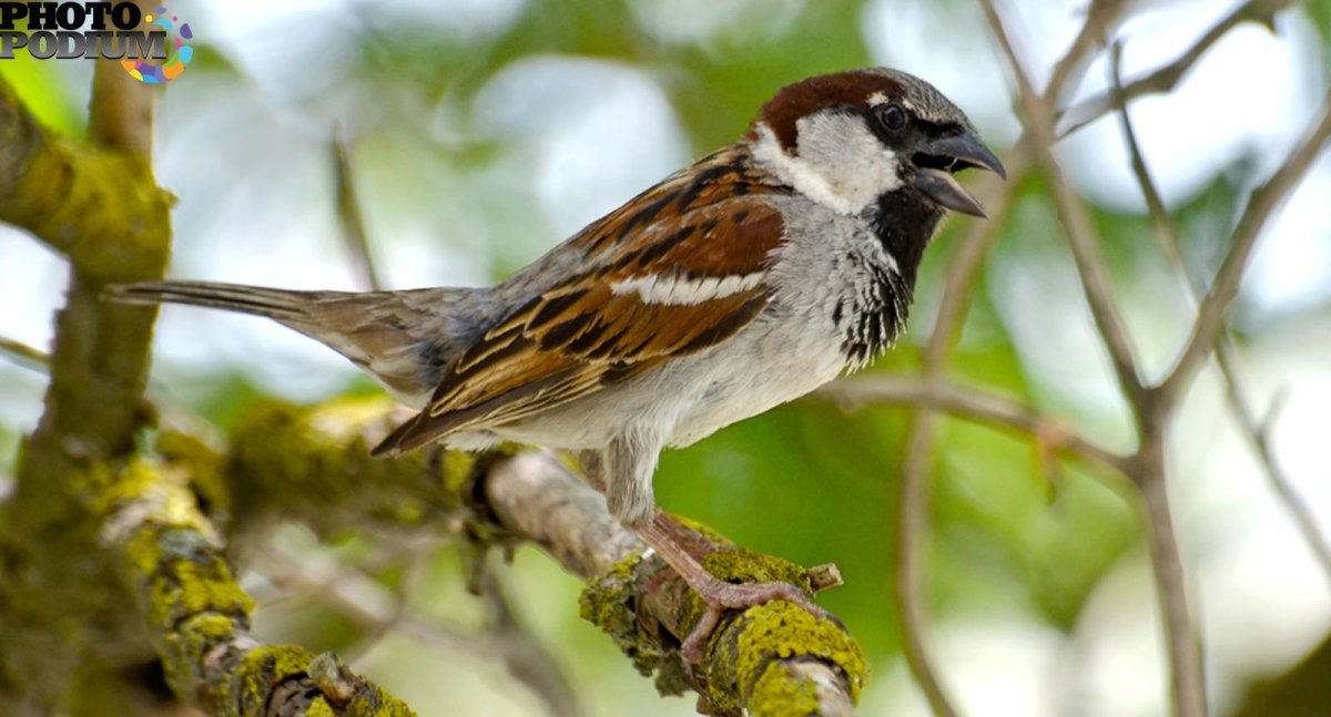 Птицы обитающие в Кабардино Балкарии