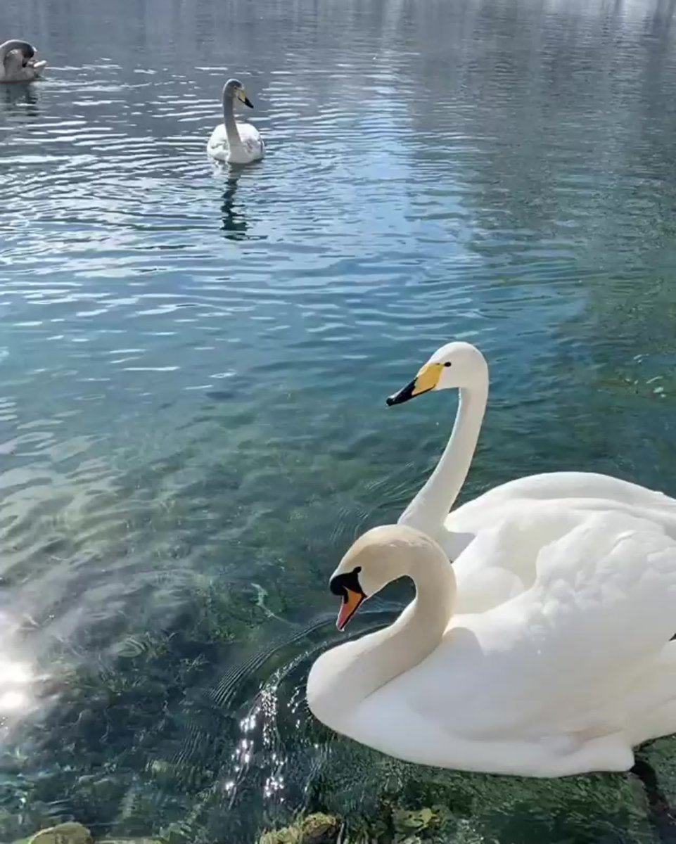 Гордый лебедь