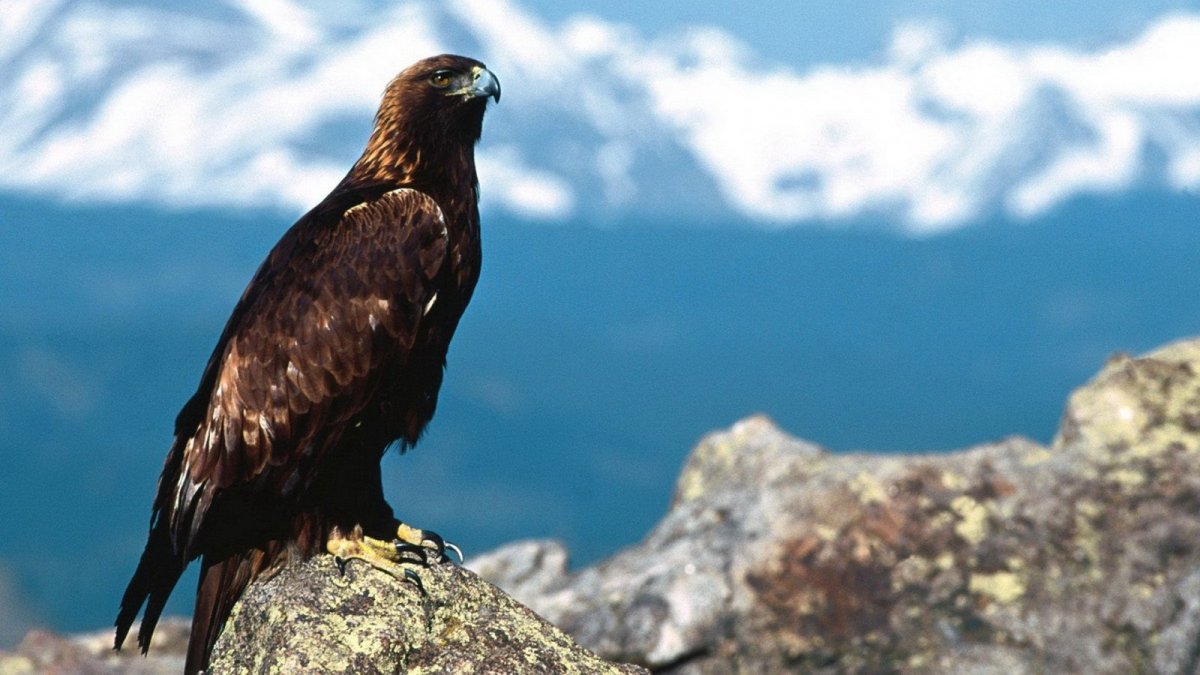 Горный Орел Беркут