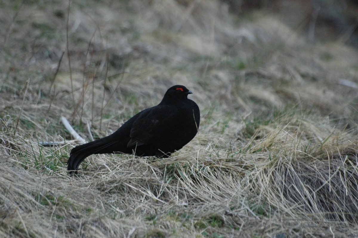 Кабардино Балкарская заповедник кеклик