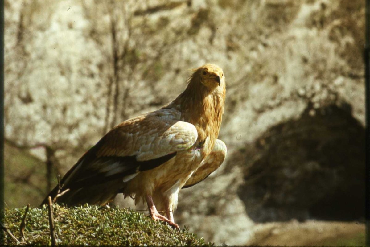 Птицы Северной Осетии Орел