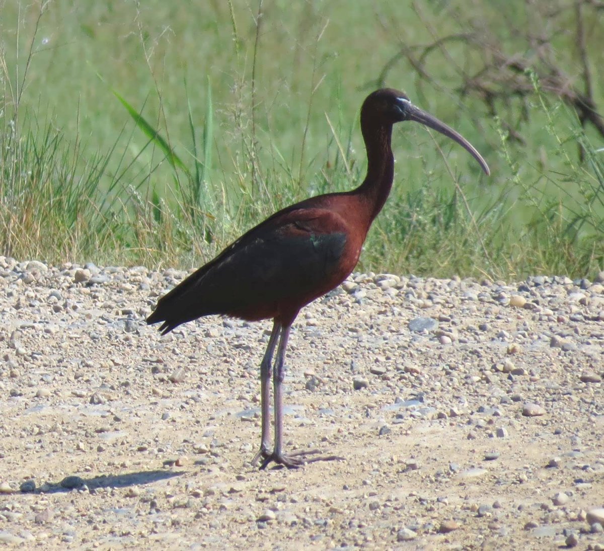 Краснокнижные птицы Ставропольского края