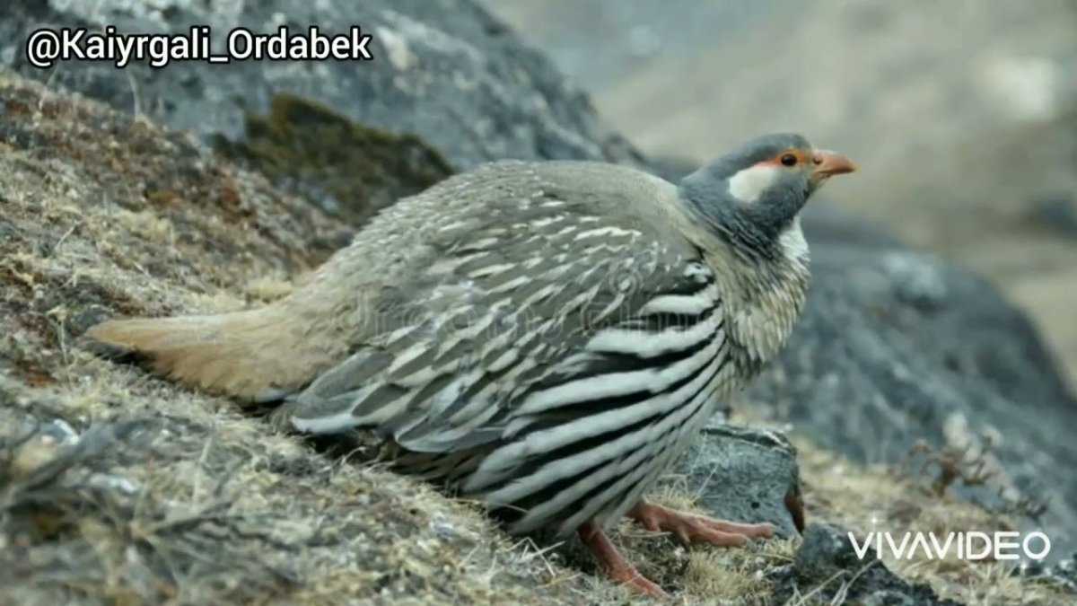 Кабардино-Балкарский высокогорный заповедник птицы