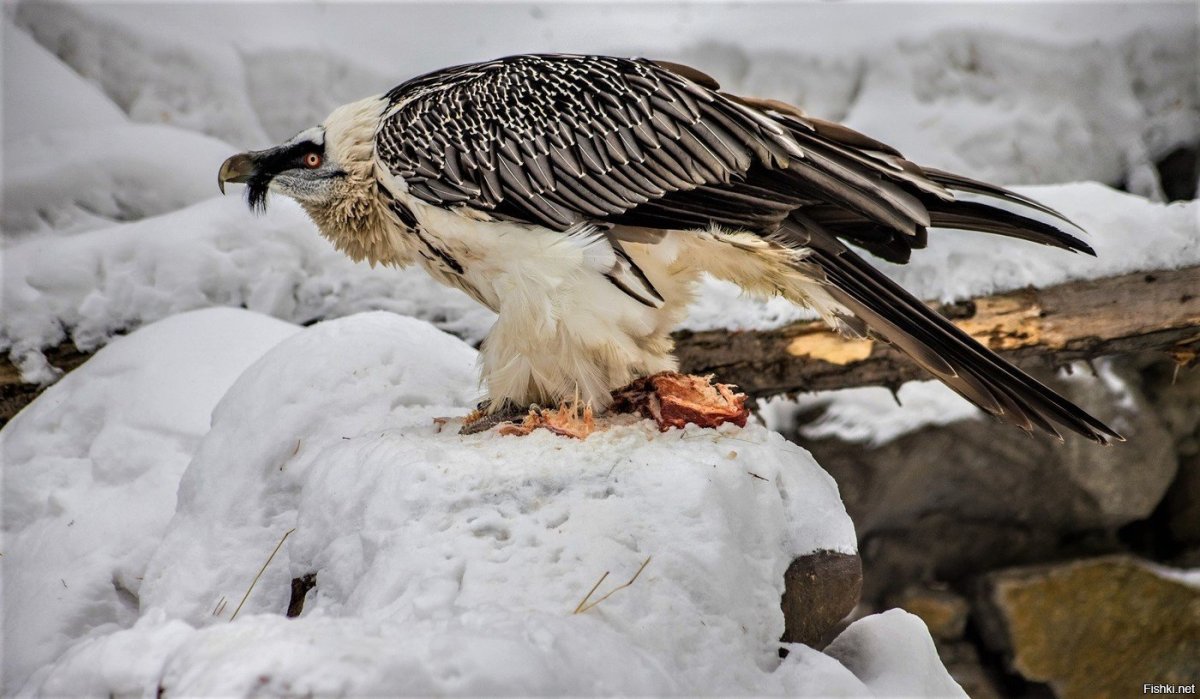 Алтайский орёл Бородач