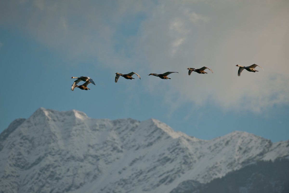 Стая птиц в горах