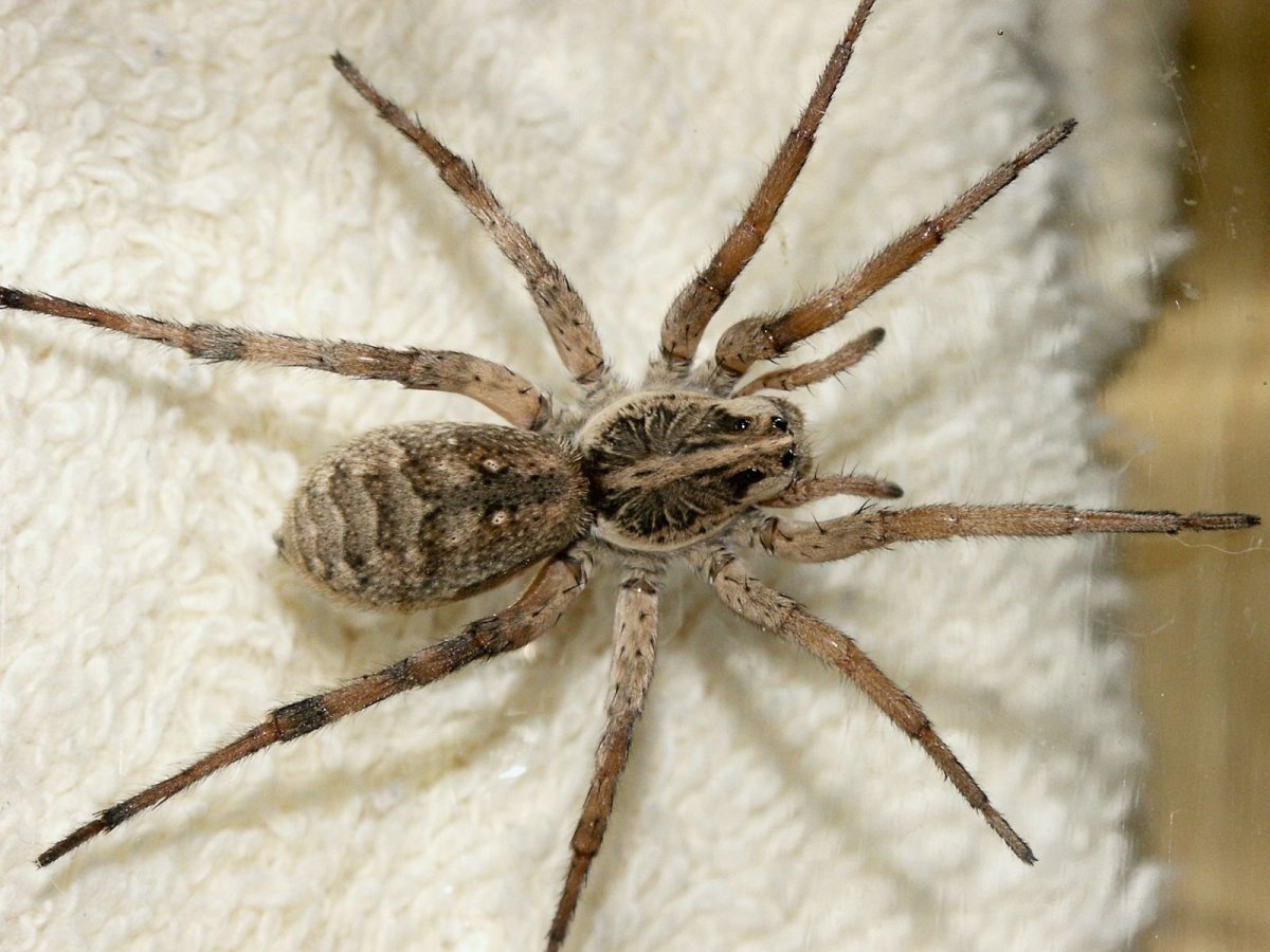 Паук Eusparassus walckenaerius