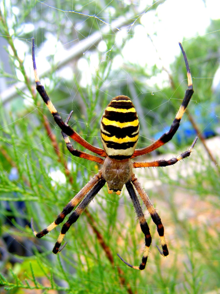 Аргиопа Брюнниха укус