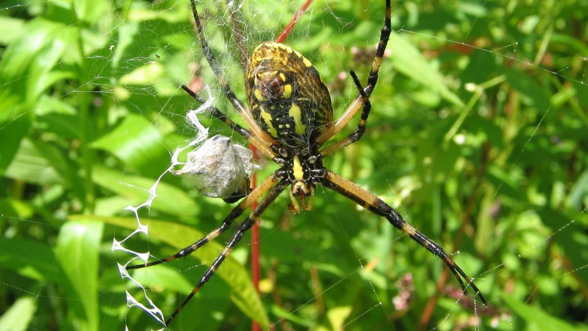 Сенокосцы паук крестовик