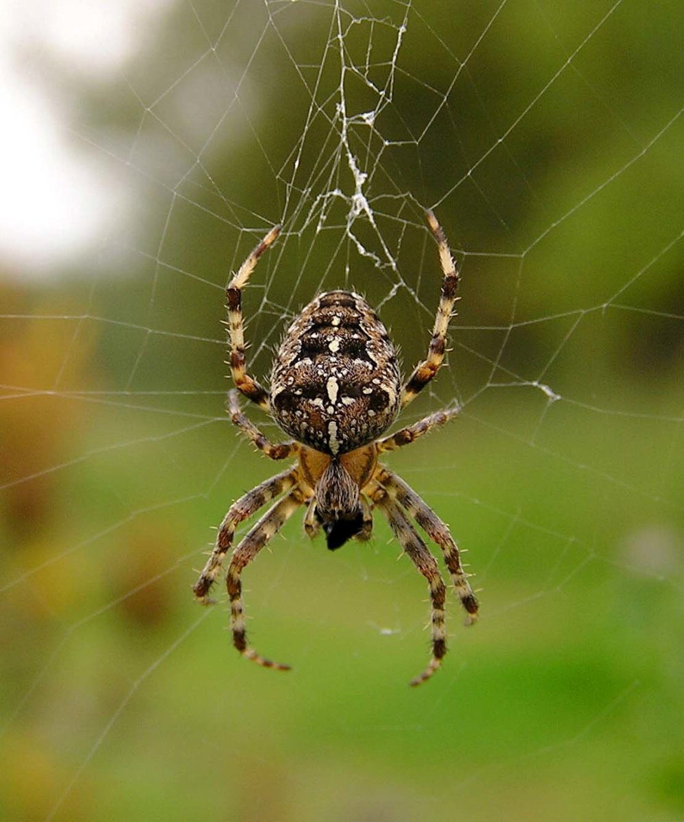Araneus diadematus - крестовик