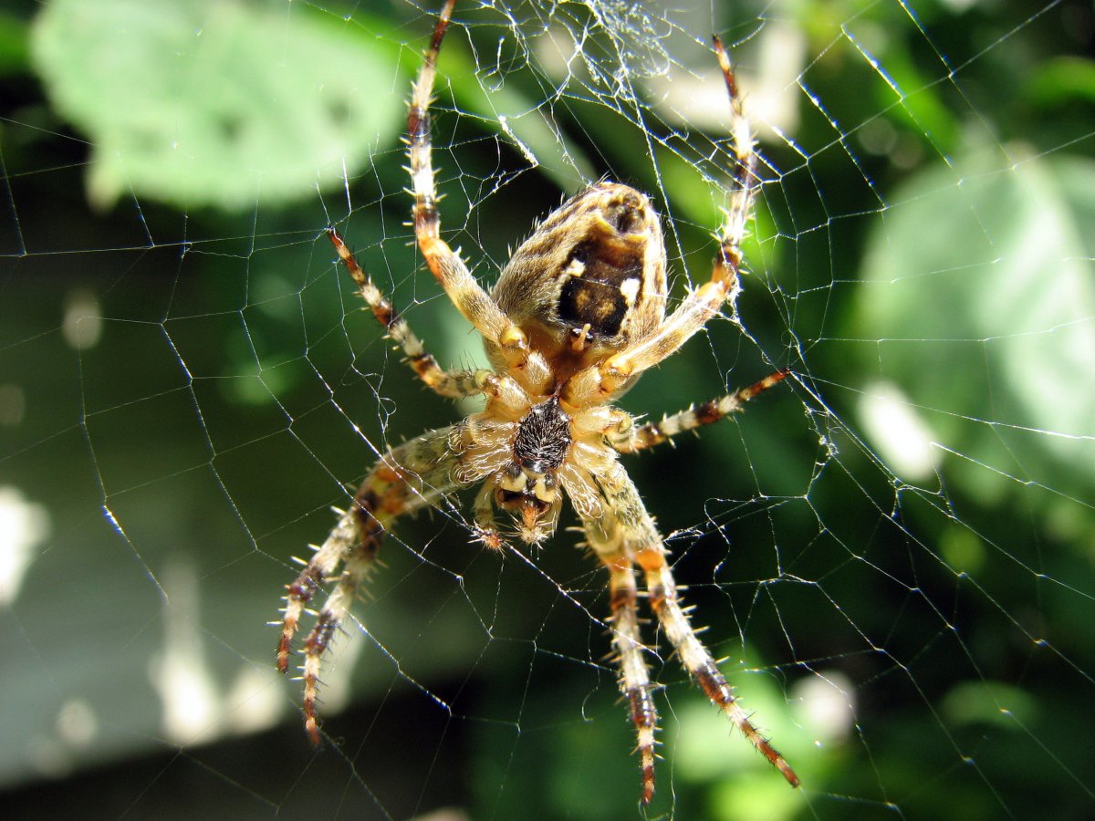 Araneus diadematus - крестовик