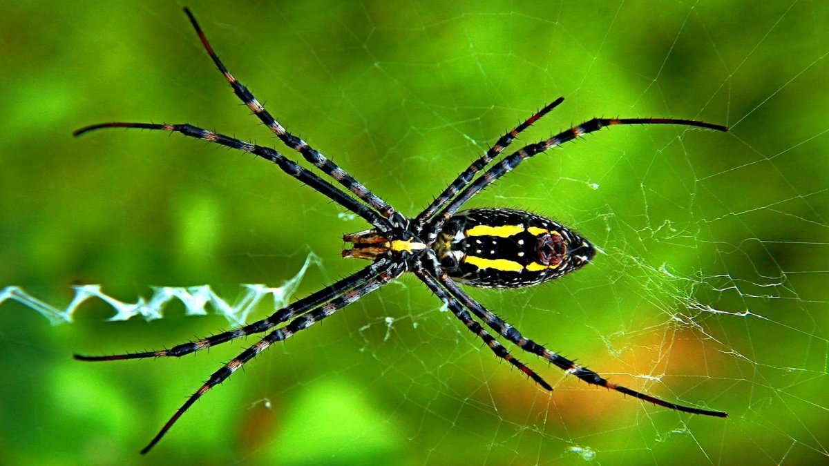 Паук картинка