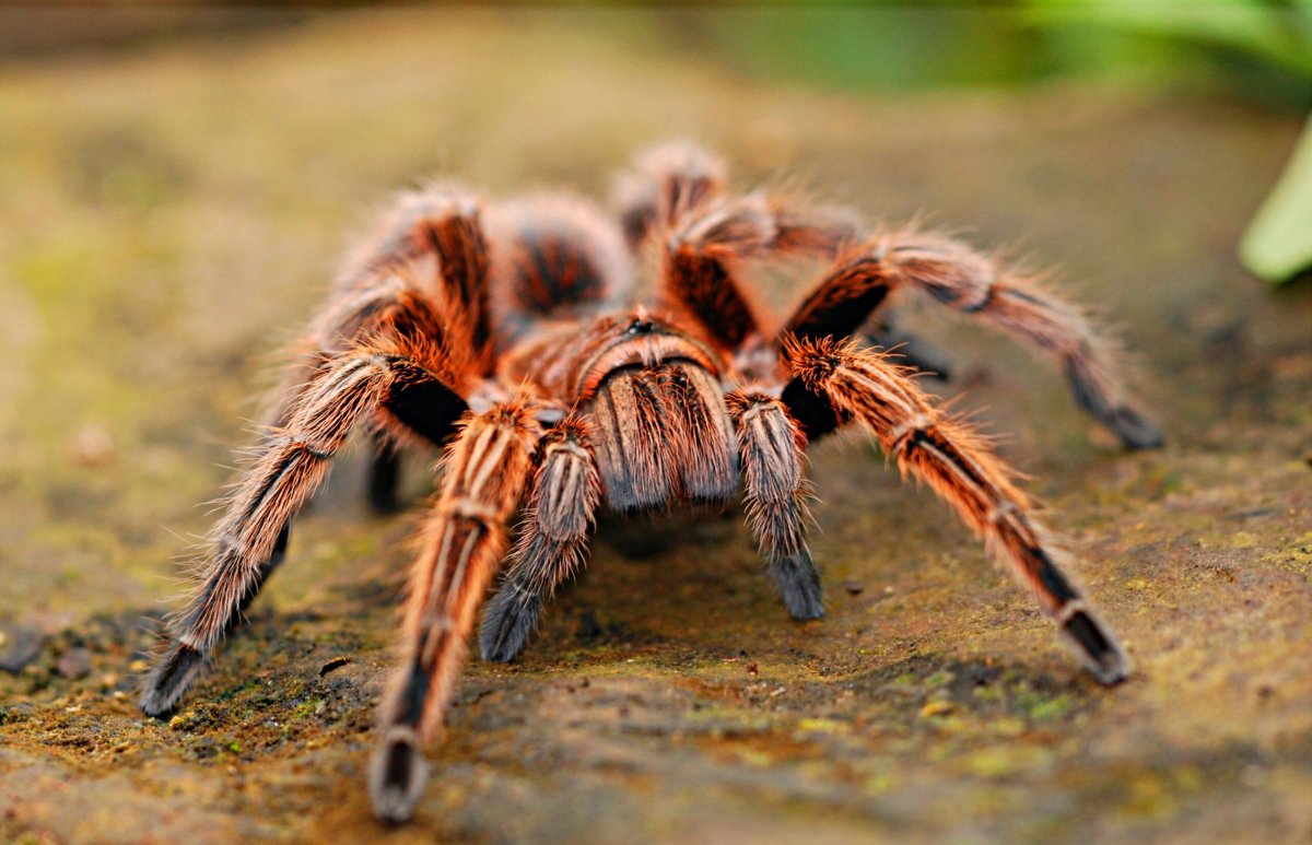 Паутина Avicularia versicolor