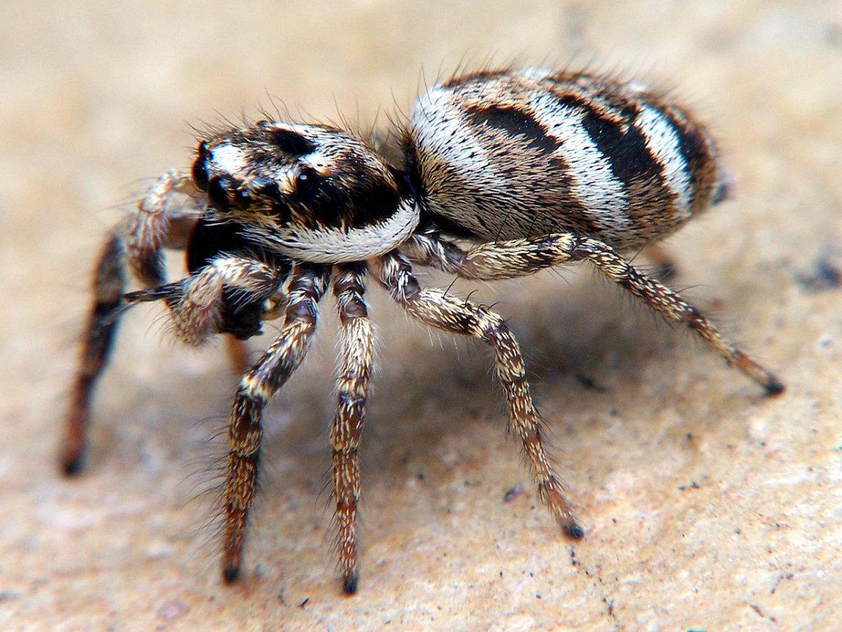 Salticus scenicus