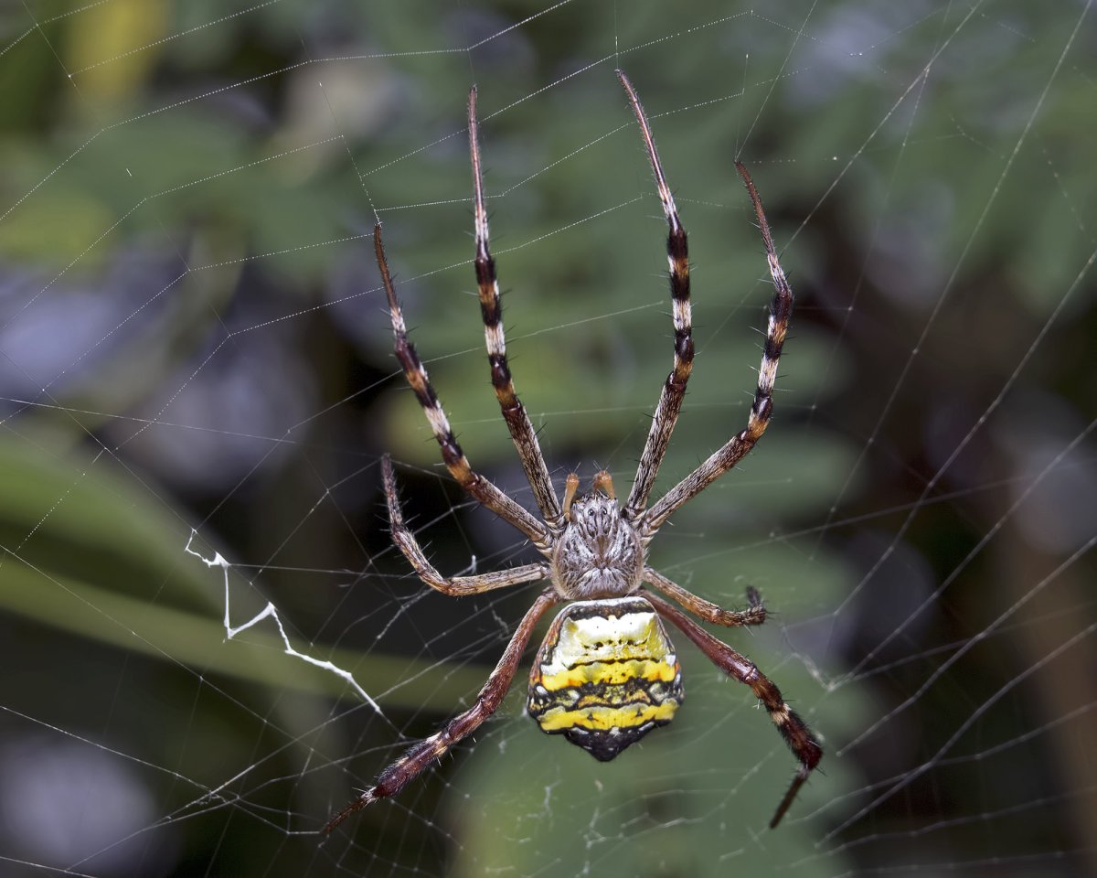 Обыкновенный крестовик - Araneus diadematus