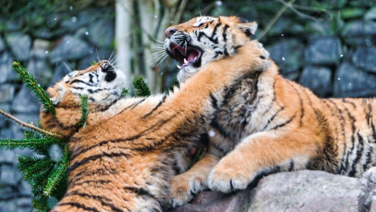 Амурский тигр тигрица с тигрятами