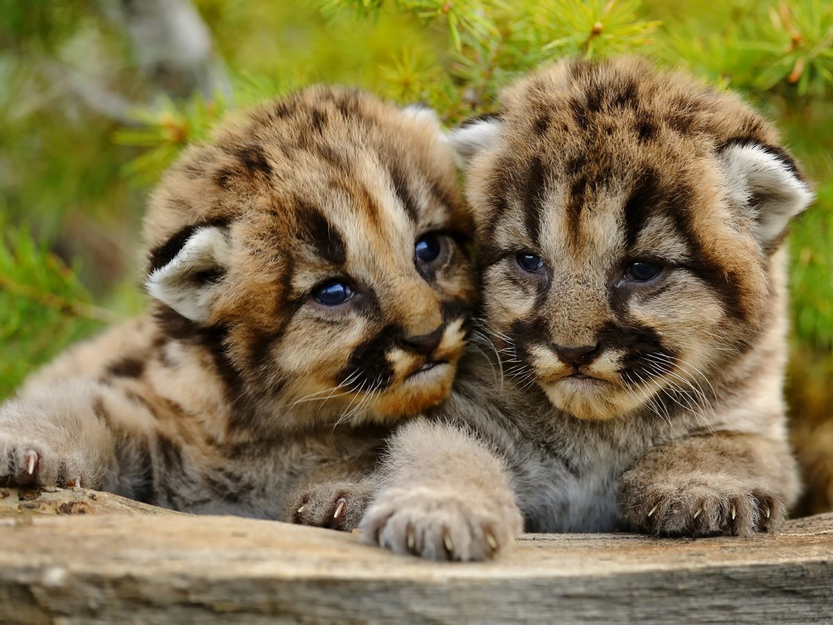 Детёныш Льва и Пумы