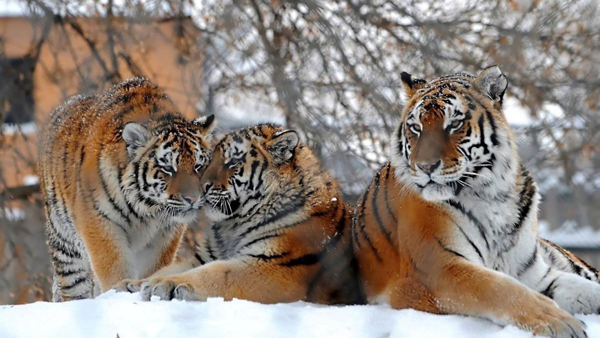 Тигры и тигрята зимой