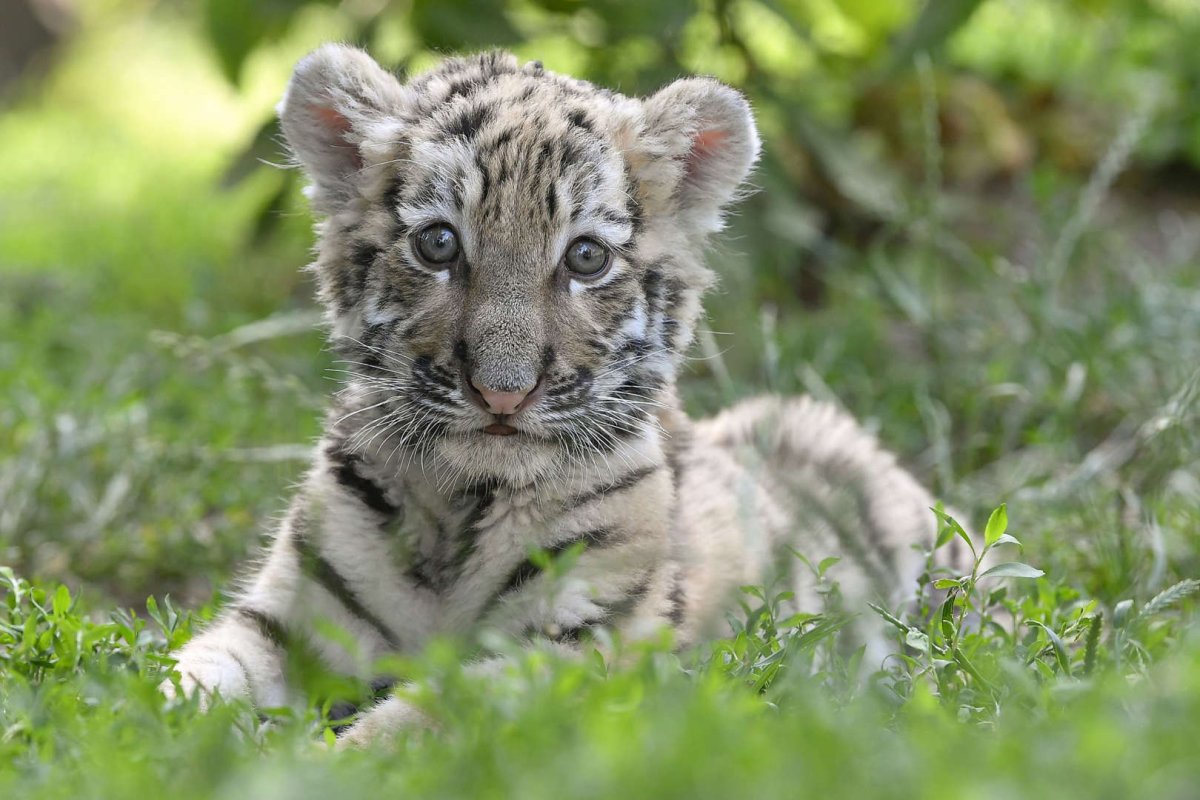 Животные тигрята