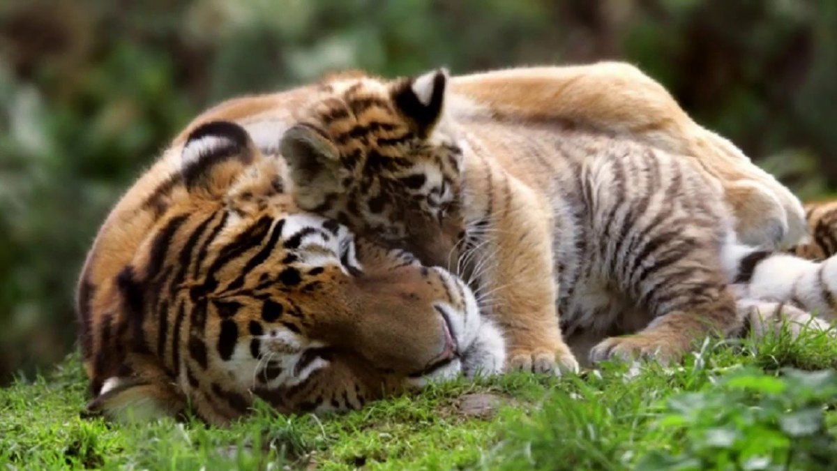 Мама тигра с тигренком