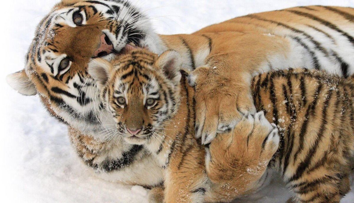 Амурский тигр тигрица с тигрятами