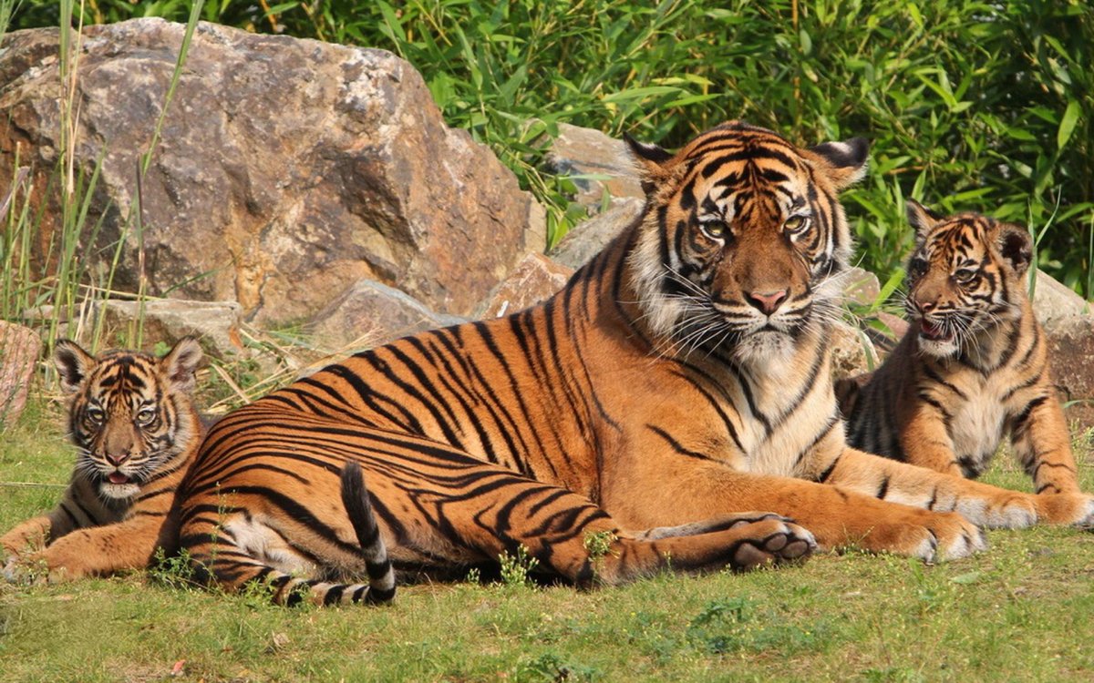 Тигр тигрица и Тигренок