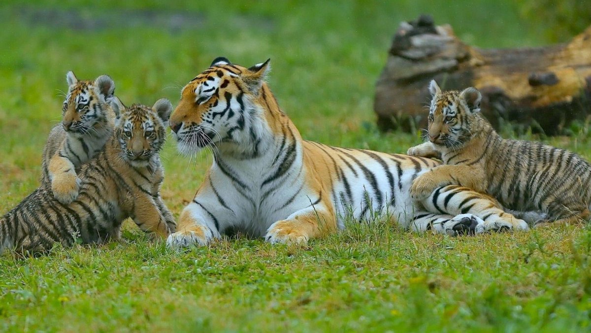 Тигр с тигренком