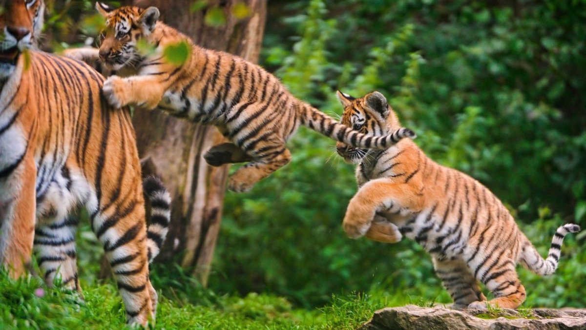 Уссурийский тигр