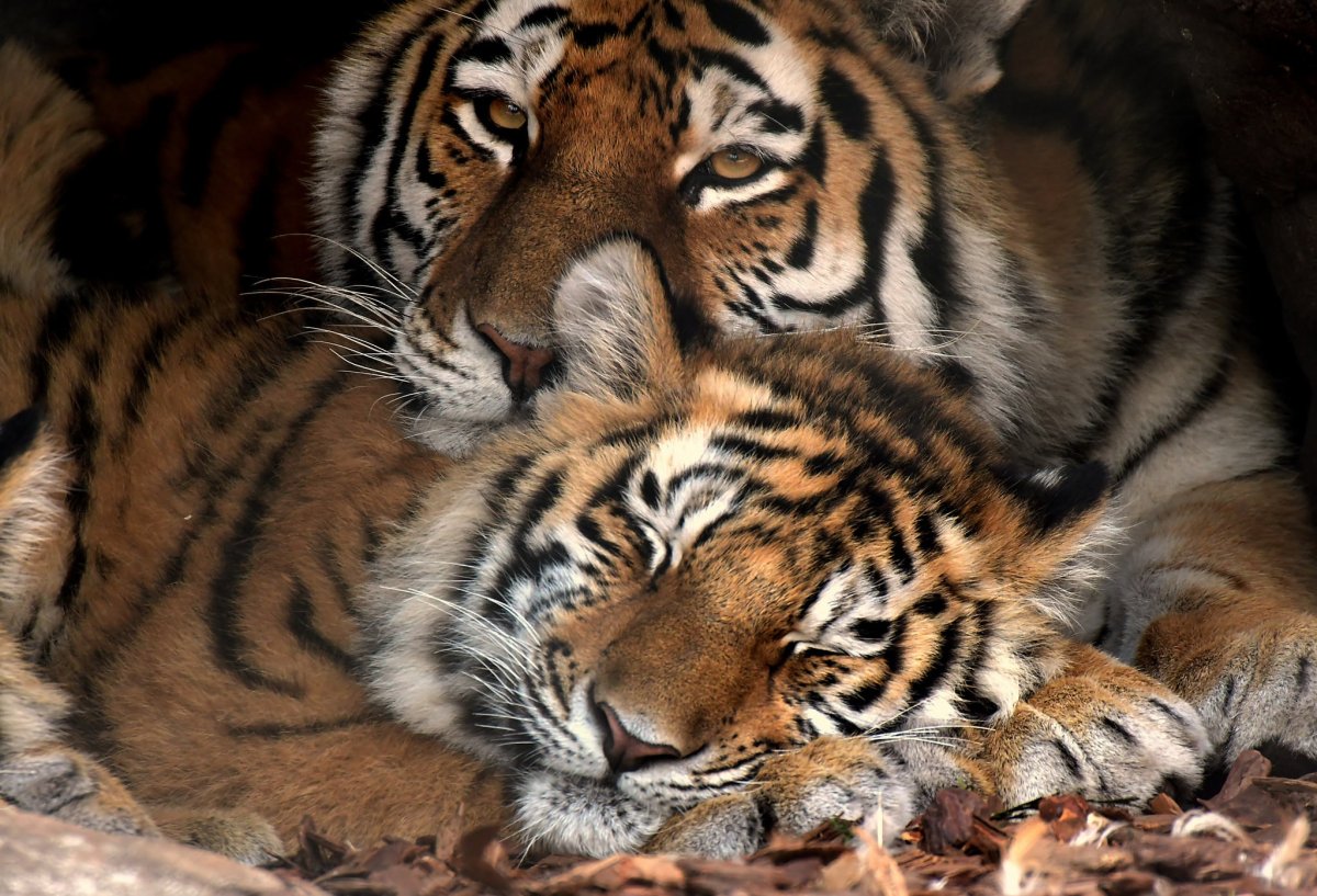 Тигр тигрица и Тигренок