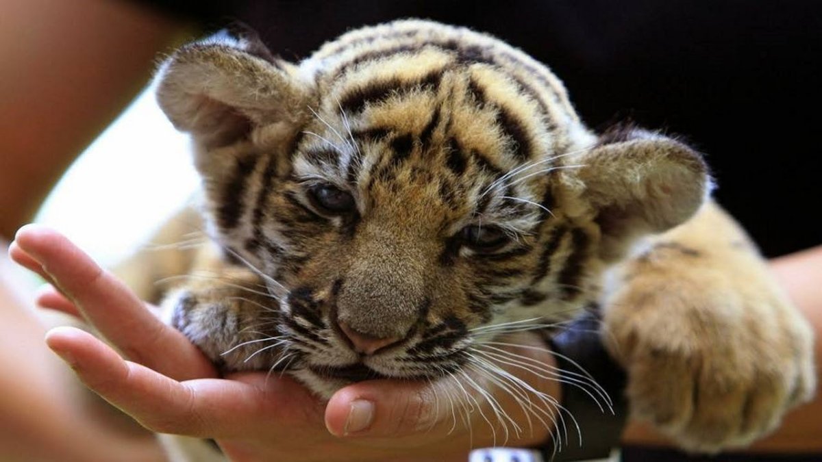 Амурский тигр играется