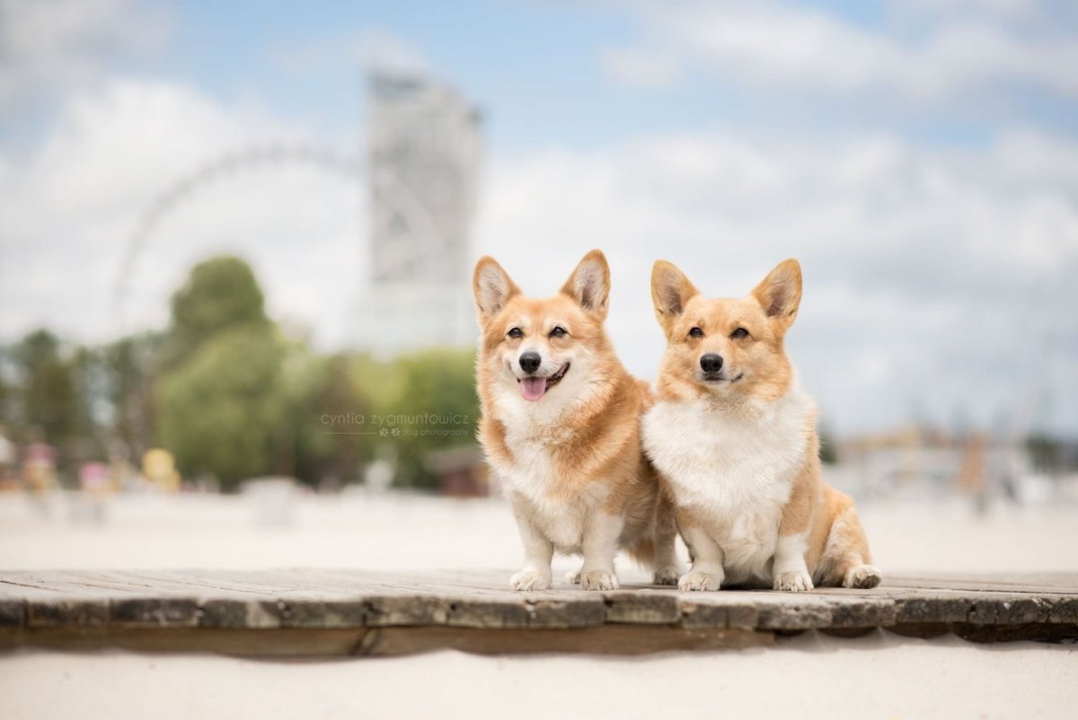 Корги фон для рабочего стола