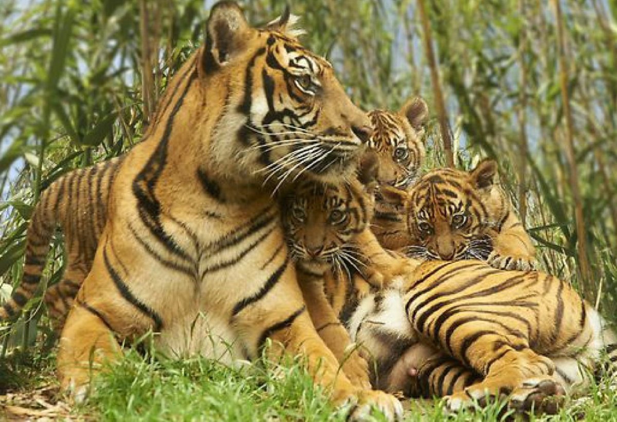 Суматранский тигр семья