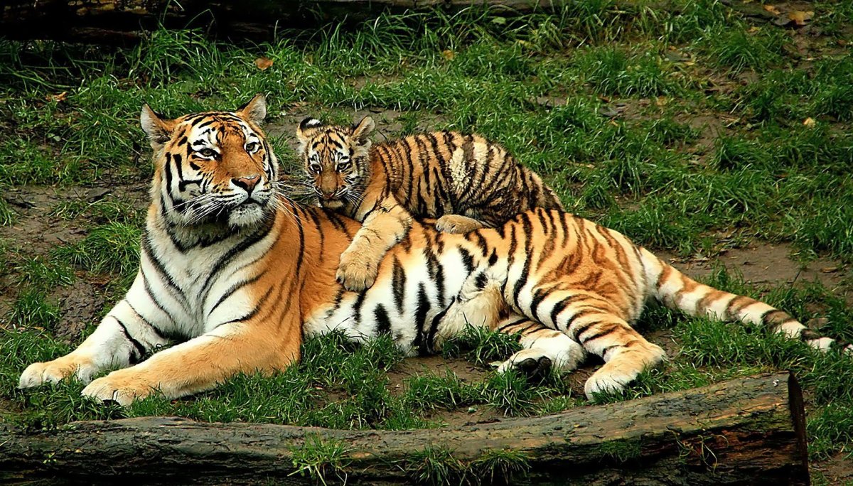 Мама тигрица