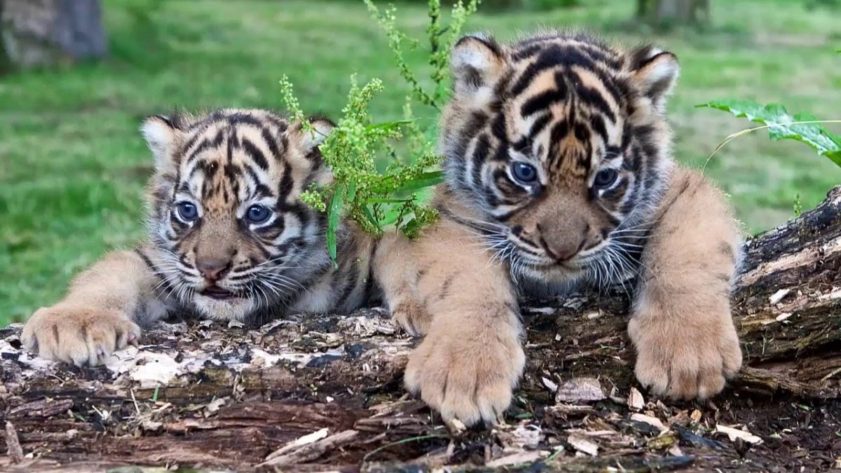 Амурский тигр маленький