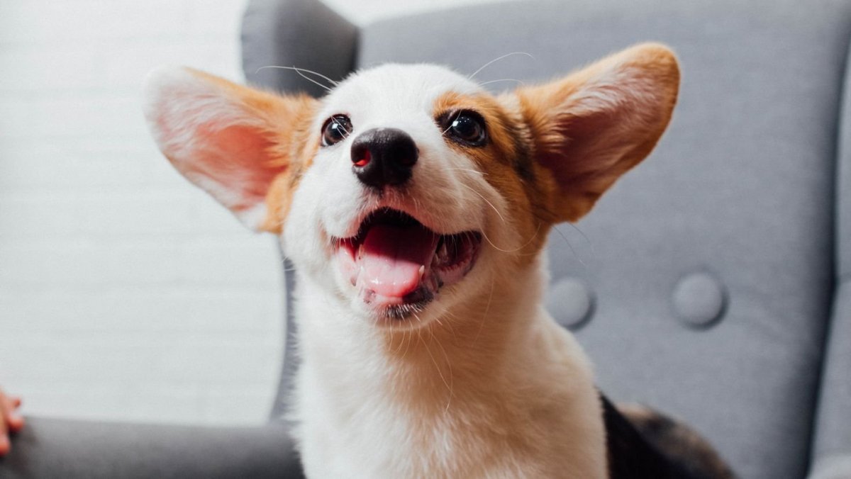 Радостный корги