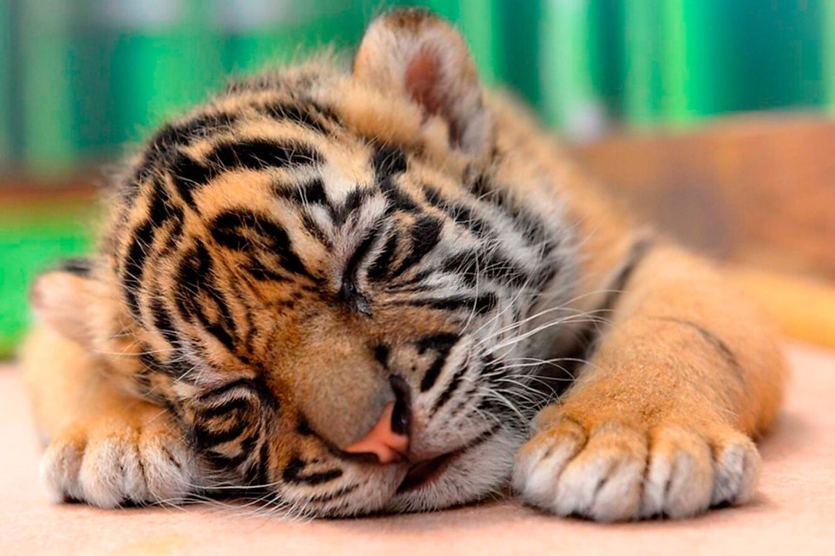 Амурский тигр маленькие тигрята